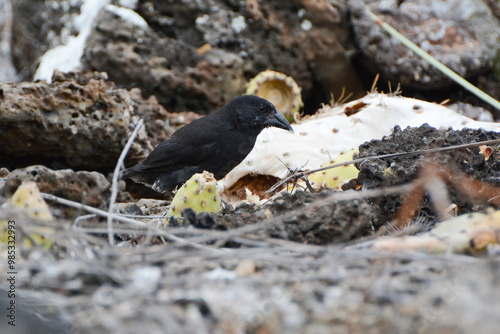 Φωτογραφία Common Cactus Finch (Geospiza scandens) eating a prickly pear cactus pad in the Galapagos Islands
