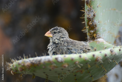 Medium Ground Finch (Geospiza fortis) bathes in water in a prickly pear cactus pad in the Galapagos Islands. Medium Ground Finch is one of Darwin's finches. Gray female bird taking a bath.