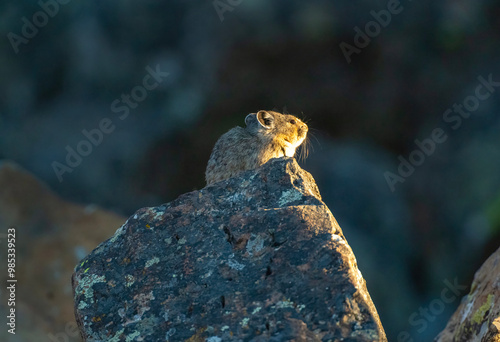 Pika