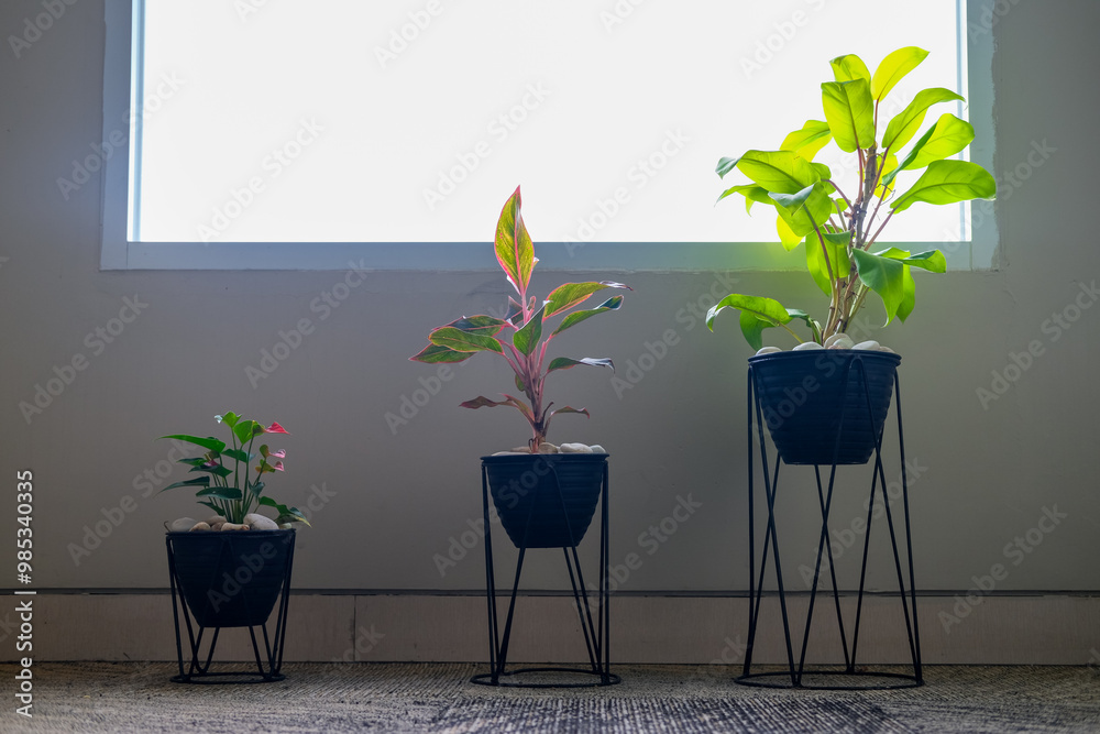 Indoor plants in black pots with modern metal stands near a bright window, creating a minimalist and elegant decor with natural light enhancing the greenery.
