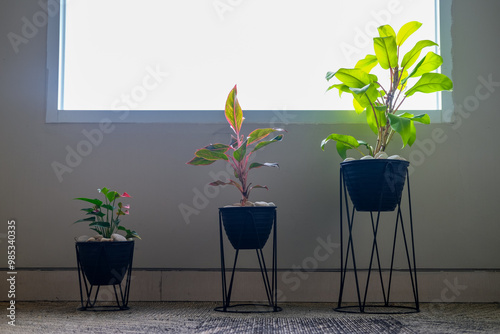 Obraz na płótnie Indoor plants in black pots with modern metal stands near a bright window, creating a minimalist and elegant decor with natural light enhancing the greenery. w salonie