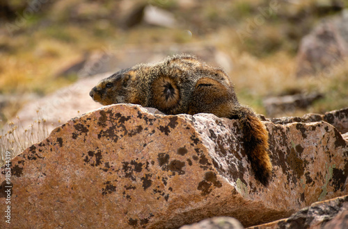 Yellow Bellied Marmot