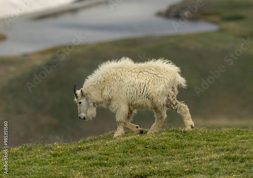 Mountain Goats