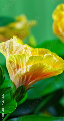 Mesmerising vertical time lapse captures hibiscus bloom, A tiny bud transforms, unfurls its delicate petals, and blooms into a breathtaking orange flower of exquisite beauty. Birth of a summer flower