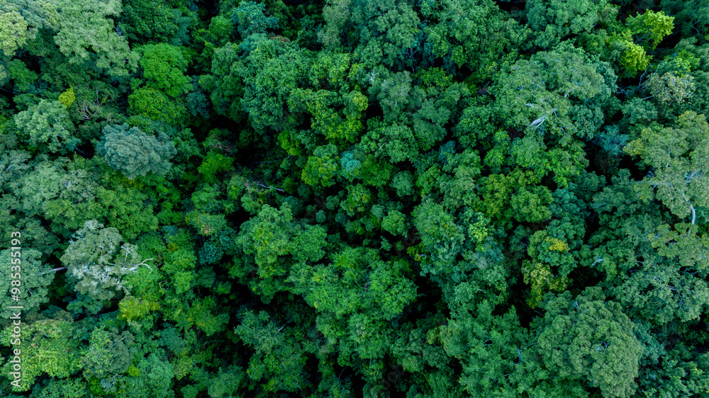 Aerial top view of green forest tree and global globe, Tropical rain forest tree ecosystem and healthy environment, Texture and background of green tree forest, Global warming save earth. Aerial top view of green forest tree and global globe, Tropical rain forest tree ecosystem and healthy environment, Texture and background of green tree forest, Global warming save earth.