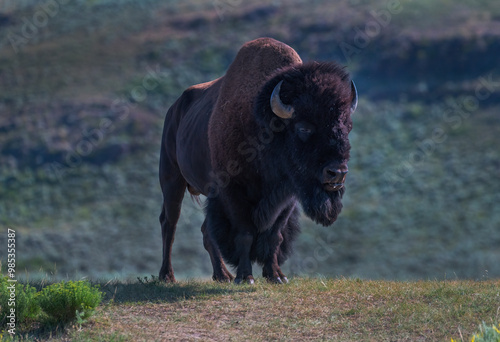 Bison