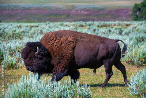 Bison