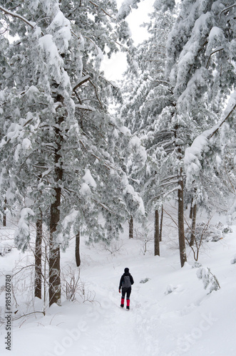 Pyeongchang-gun, Gangwon-do, South Korea - February 18, 2013: A female hiker is walking on the snow covered trail of Seonjaryeong Pass besides coniferous forest