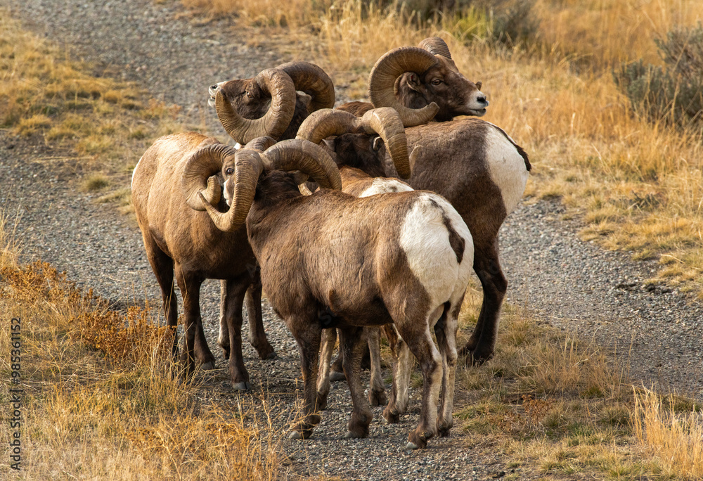 custom made wallpaper toronto digitalBig Horn Sheep