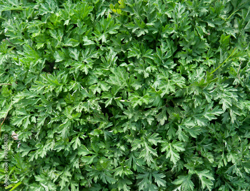 Close up of green Mugwort(wormwood) in spring at Cheongsando Island near Wando-gun, South Korea