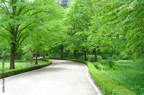 Pathway between green trees in spring at Korea National Arboretum near Pocheon-si, South Korea photo