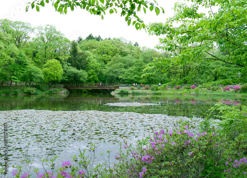 Korea National Arboretum, Pocheon-si, Gyeonggi-do, South Korea - June 5, 2014: Tourists are walking on the trail of Yuglimho Lake in spring photo