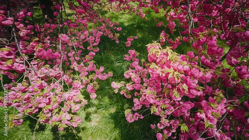 Wallpaper Mural A beautiful view of cherry blossom trees in full bloom during spring, with delicate pink petals covering the branches against a bright blue sky  Torontodigital.ca