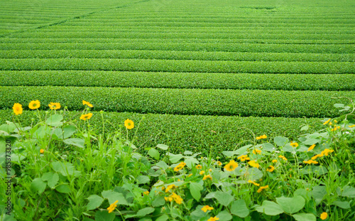 Green tea field with yellow flowers at Dosun Tea Garden in spring at Seogwipo-si near Jeju-do Island, South Korea photo