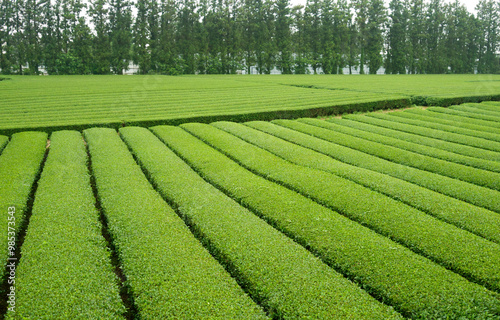 Green tea field of Dosun Tea Garden in spring at Seogwipo-si near Jeju-do Island, South Korea photo