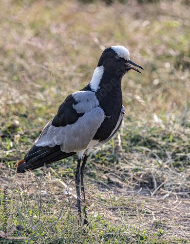 Blacksmith Lapwing at Amboseli National Park