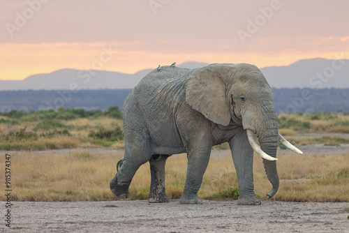 Male bull elephant strolling at sunrise