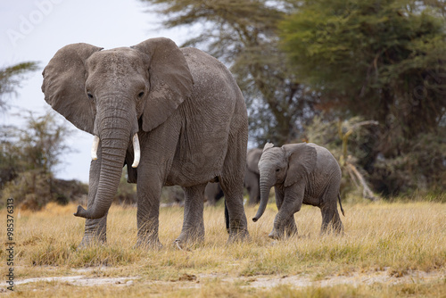 Mother and Baby ELephant walking