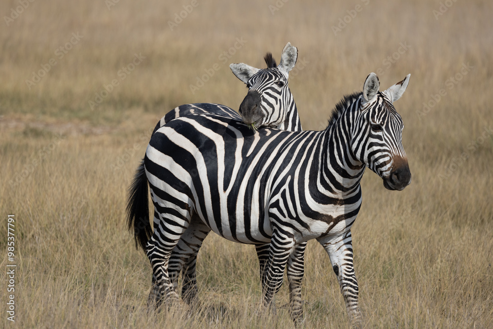 Common Zebra with Baby posing at Amboseli Common Zebra with Baby posing at Amboseli