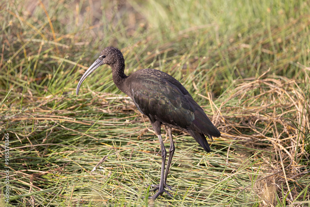 Glossy Ibis on grassy field Amboseli Glossy Ibis on grassy field Amboseli