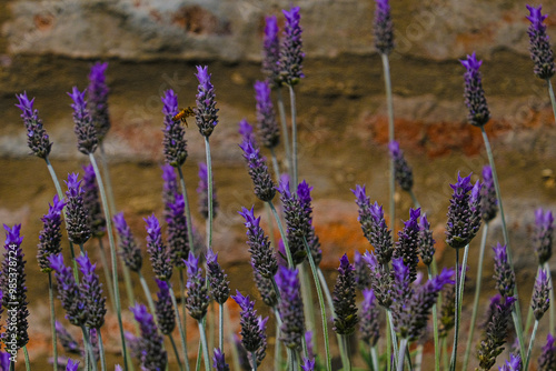 Blooming lavender filled with bees at the start of spring 2024. Beautiful violet, lilac plant in the sunlight. Bees heading to collect nectar with their proboscis extended photo