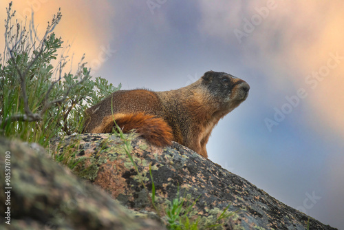 Yellow Bellied Marmot