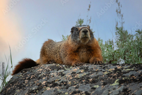 Yellow Bellied Marmot