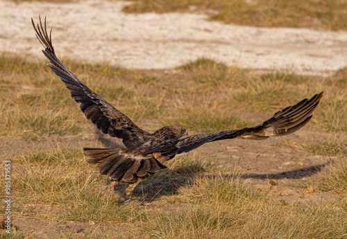 Tawny Eagle in flight iin Amboseli National Park