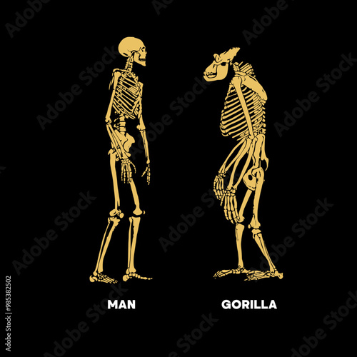 Man vs gorilla skeleton vector.