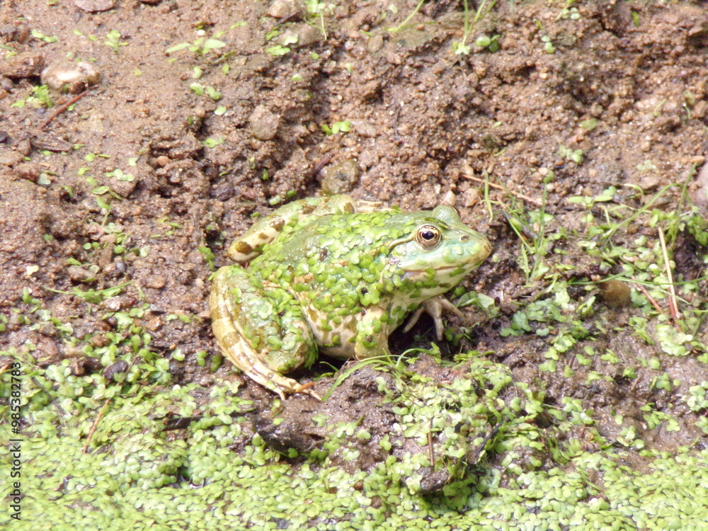 Obraz premium grenouille verte