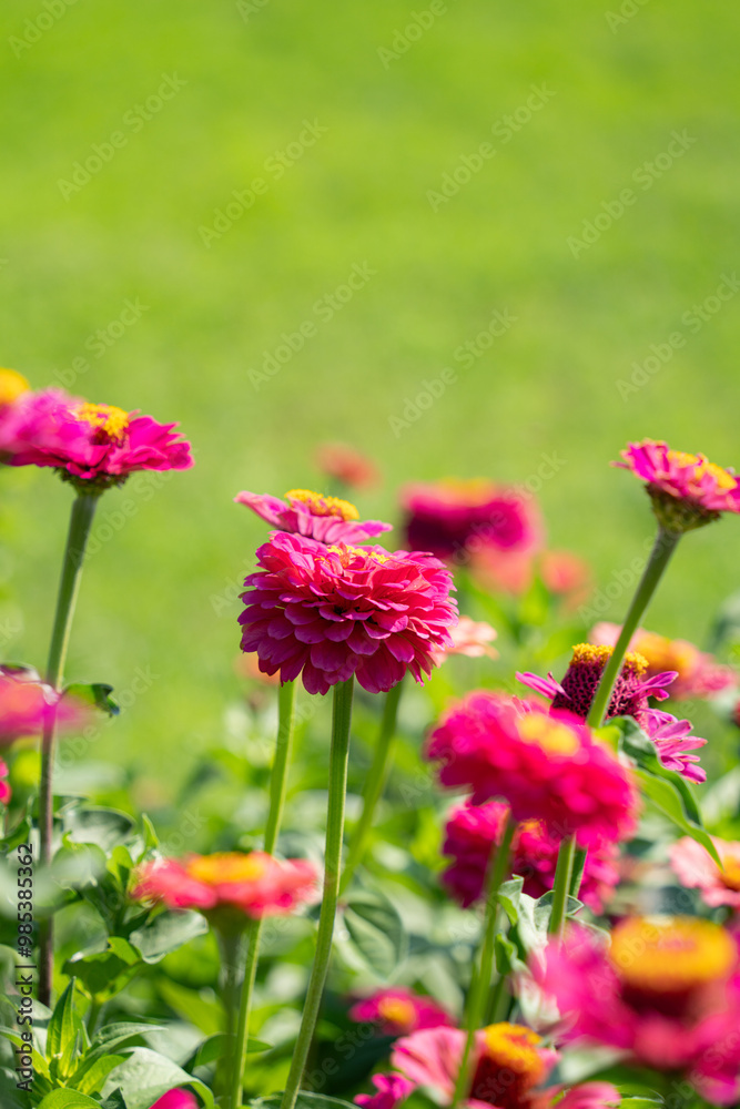 Close up of shrub pink common zinnia with green grass filed during sunny day in summer, green nature blurry background Close up of shrub pink common zinnia with green grass filed during sunny day in summer, green nature blurry background