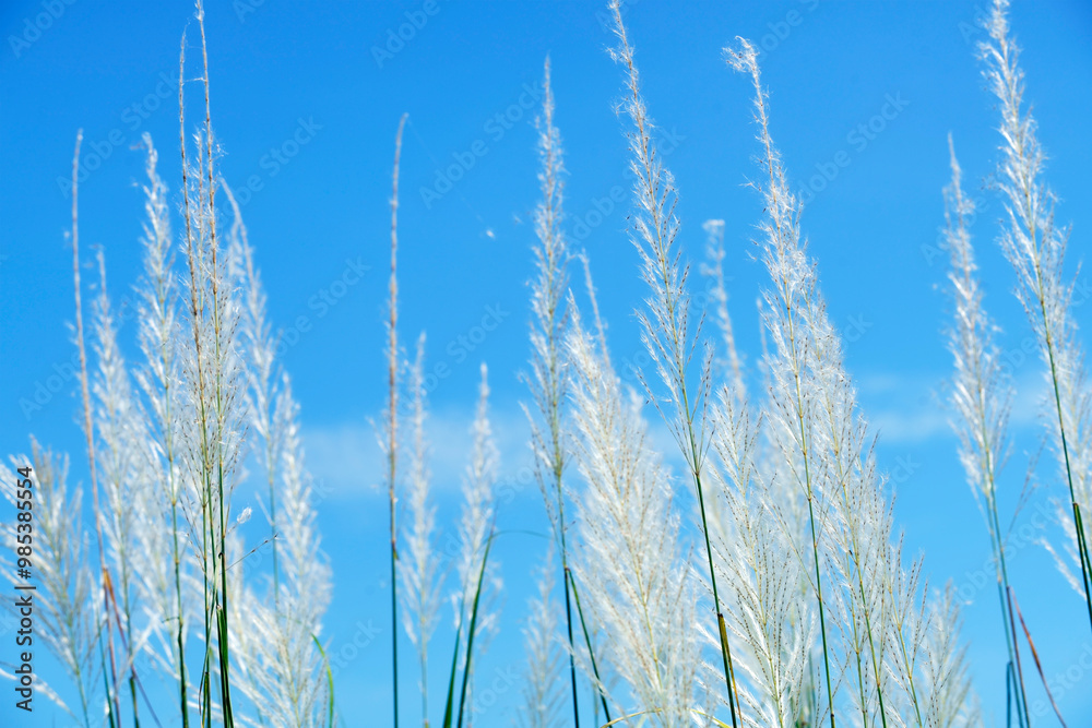 Lush Grasses Against a Clear Blue Sky Lush Grasses Against a Clear Blue Sky