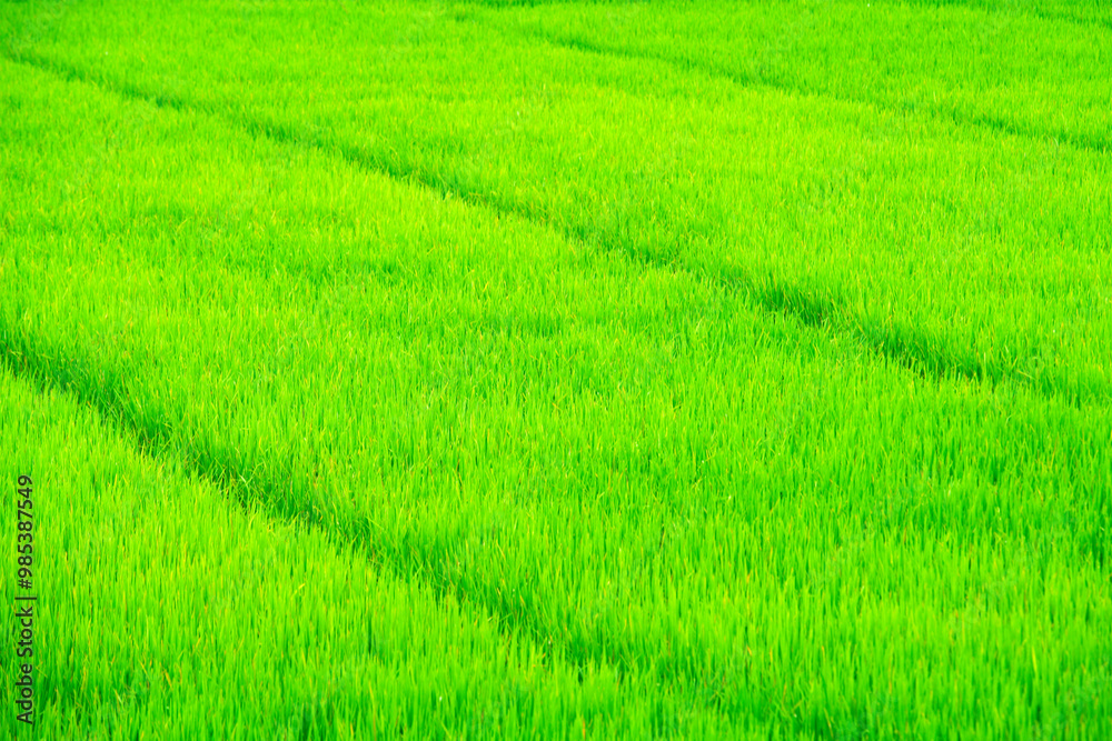 Lush Green Rice Field on a Sunny Day Lush Green Rice Field on a Sunny Day