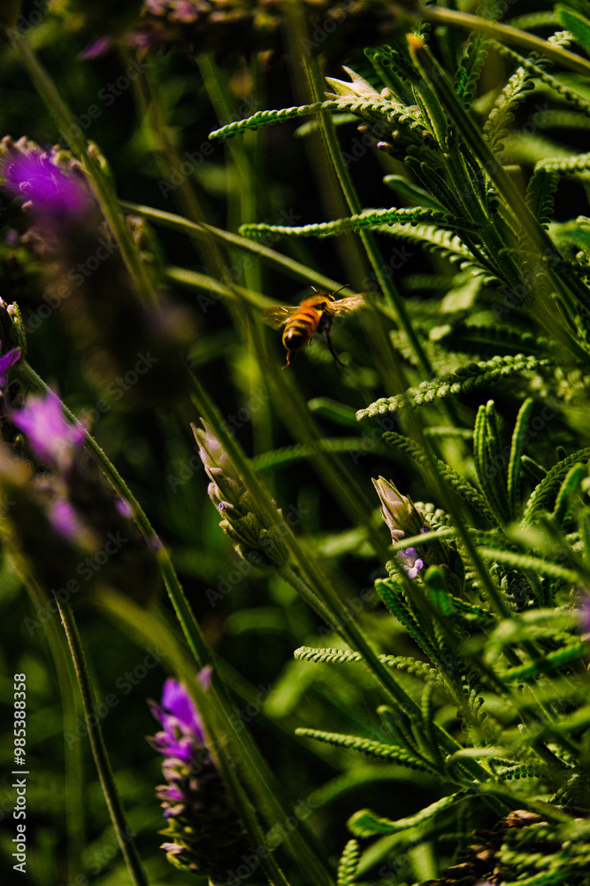 Blooming lavender filled with bees at the start of spring 2024. Beautiful violet, lilac plant in the sunlight. Bees heading to collect nectar with their proboscis extended Blooming lavender filled with bees at the start of spring 2024. Beautiful violet, lilac plant in the sunlight. Bees heading to collect nectar with their proboscis extended
