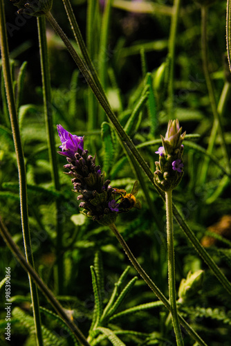 Blooming lavender filled with bees at the start of spring 2024. Beautiful violet, lilac plant in the sunlight. Bees heading to collect nectar with their proboscis extended photo