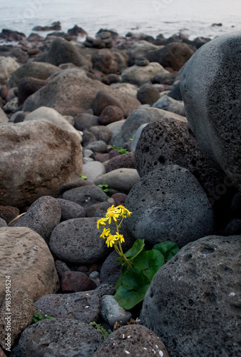 Yellow silver leaf(Ligularia tussilaginea) flowers between volcanic rocks of the sea at Seogwipo-si near Jeju-do Island, South Korea photo