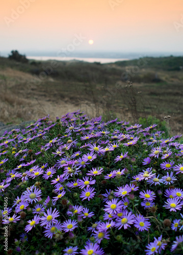 Sunset view of Aster lautureanus flowers at Seopjikoji Beach at Seogwipo-si near Jeju-do Island, South Korea photo