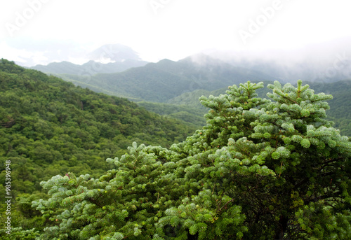 Korean fir(Abies koreana) trees with in the summer the background of mist Jirisan National Park near Sancheong-gun, South Korea