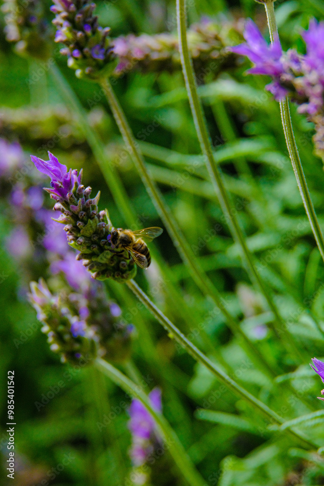 Blooming lavender filled with bees at the start of spring 2024. Beautiful violet, lilac plant in the sunlight. Bees heading to collect nectar with their proboscis extended Blooming lavender filled with bees at the start of spring 2024. Beautiful violet, lilac plant in the sunlight. Bees heading to collect nectar with their proboscis extended