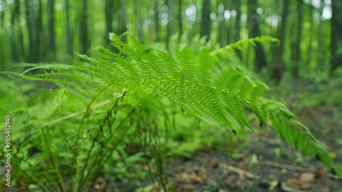 Green Fern Leafs Illuminated By Sunlight. Green Ostrich Fern Leaves On A Sunny Spring Day. Green Fern Leaves Lit By Sun. Steady Cam. photo