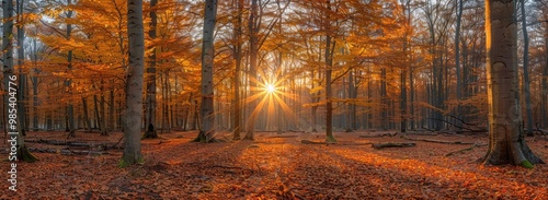 Golden Sunlight Through Autumn Forest Trees photo