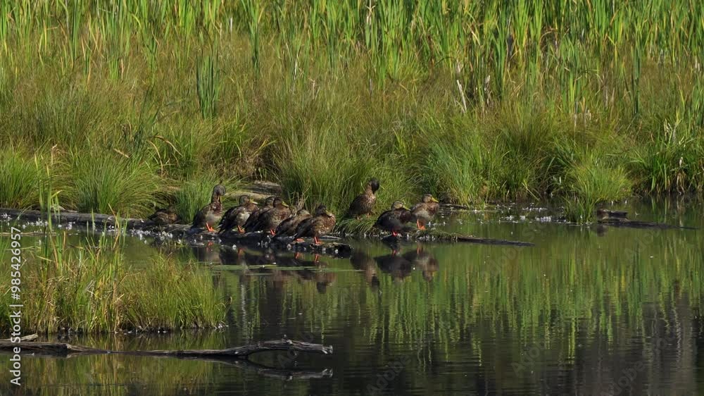 Morning at Elk Island National Park: Mallard Ducks and Aquatic Birds Morning at Elk Island National Park: Mallard Ducks and Aquatic Birds
