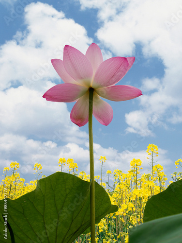 Low angle view of a pink lotus flower and yellow rapeseed flowers against blue sky at Semiwon Lotus Museum near Yangpyeong-gun, South Korea photo