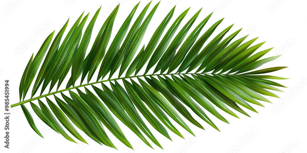 Obraz premium Green palm leaf isolated on transparent background. Cut out or PNG.