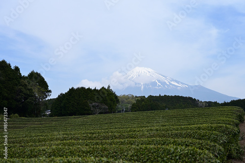 茶畑と雪が残る富士山