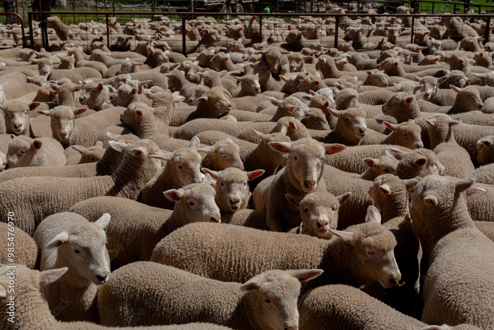 Multiple young Dorset cross lambs in a pen Multiple young Dorset cross lambs in a pen