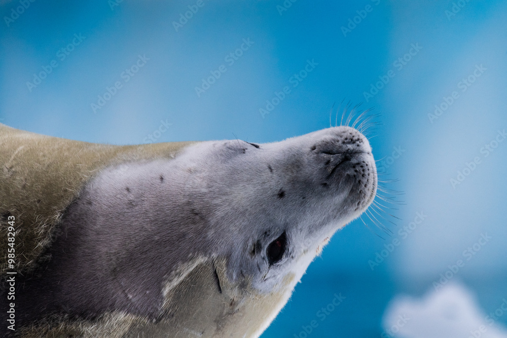 Fototapeta premium Close-up of a crabeater seal -Lobodon carcinophaga- resting on a small iceberg near the fish islands on the Antarctic peninsula