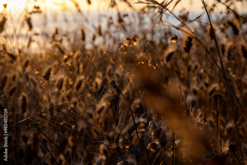 Grass along the California Coast in Mendocino, United States.