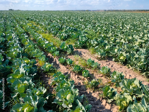 Cabbage ripens in a farmer's field. An environmentally friendly vegetable.