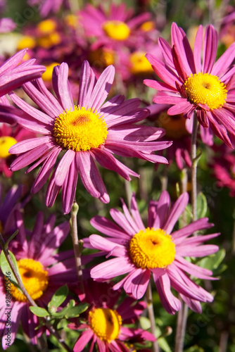 Pink flower and green leaves close-up. Nature in summer. Bokeh in background. Copy space for text. 